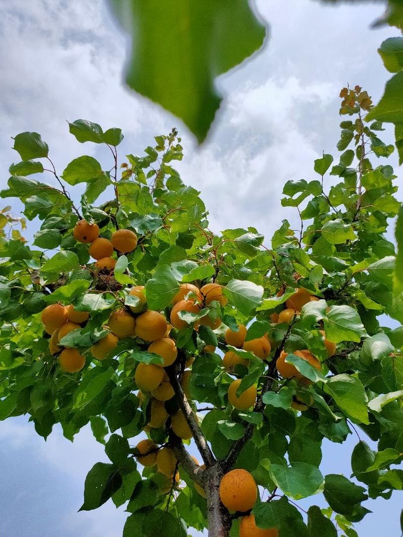 【荐】荷兰香蜜杏两年苗原产地直供品种保证包活当年结果