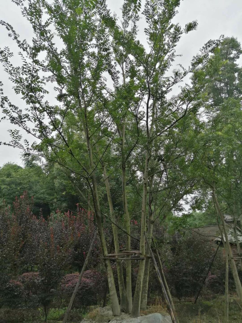 精品丛生朴树长期大量出售中，需要，量大从优