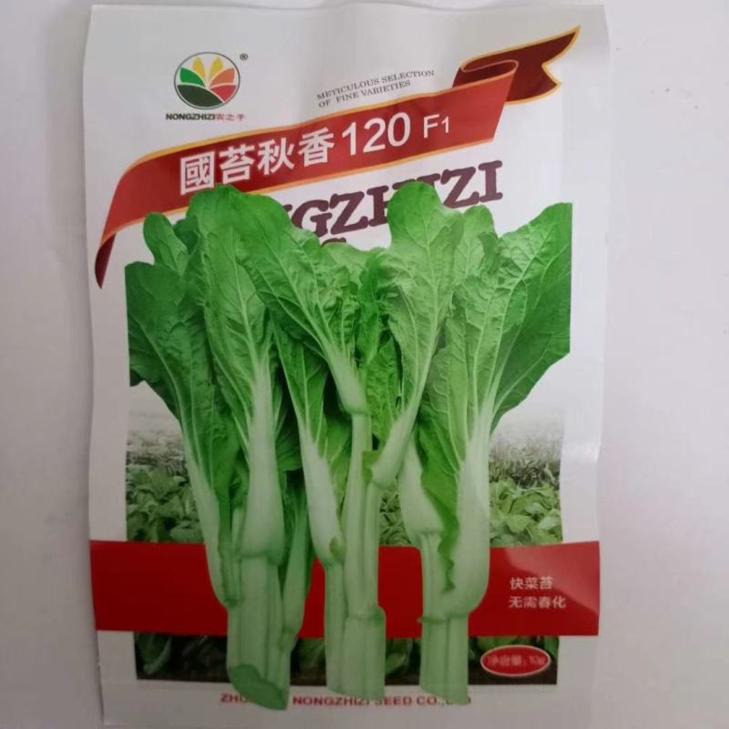 菜心种子，奥洲油青脆绿菜苔种子杂交品种种子