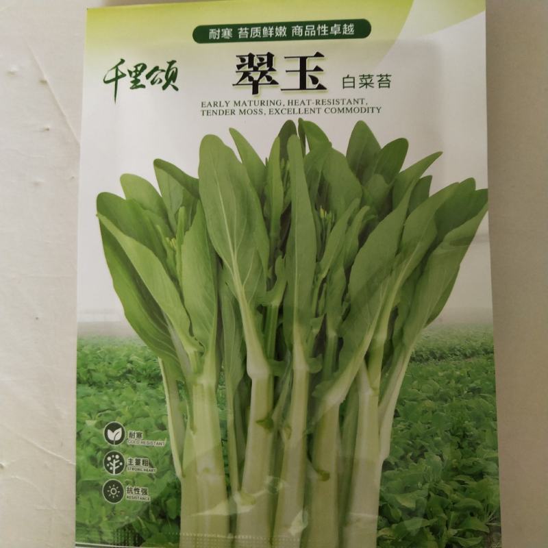 菜心种子，奥洲油青脆绿菜苔种子杂交品种种子