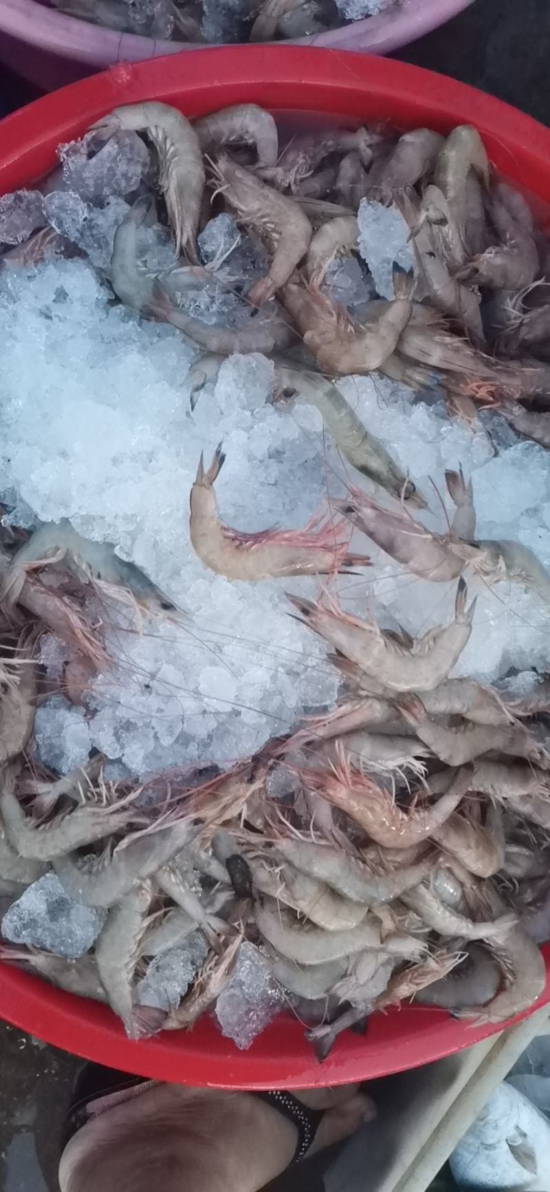 天然海捕捞麻虾有想法的来