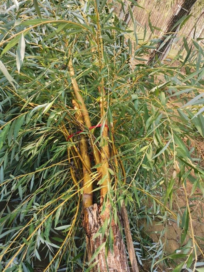 金丝柳，嫁接金丝垂柳，黄皮柳，青皮柳，原生垂柳，垂柳基地