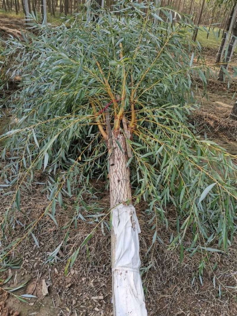 金丝柳，嫁接金丝垂柳，黄皮柳，青皮柳，原生垂柳，垂柳基地