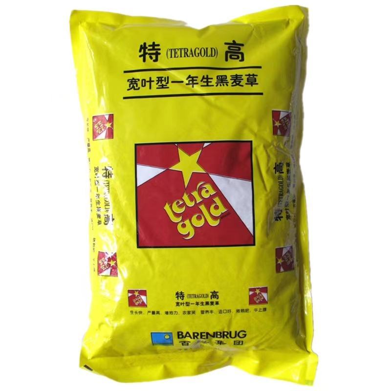 黑麦草一年生四倍体宽叶黑麦草种子秋季热播种品种种子
