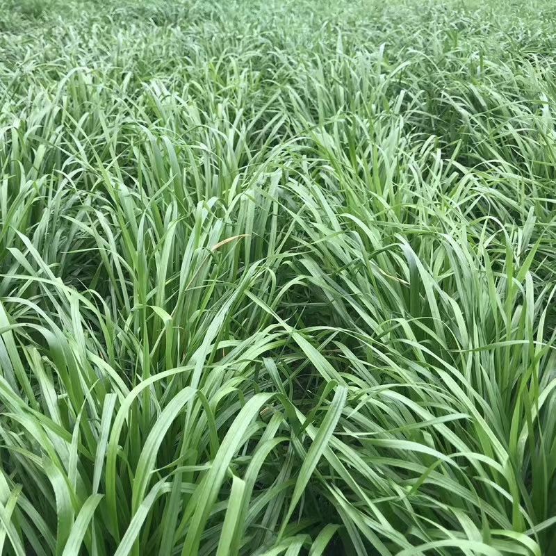 黑麦草一年生四倍体宽叶黑麦草种子秋季热播种品种种子