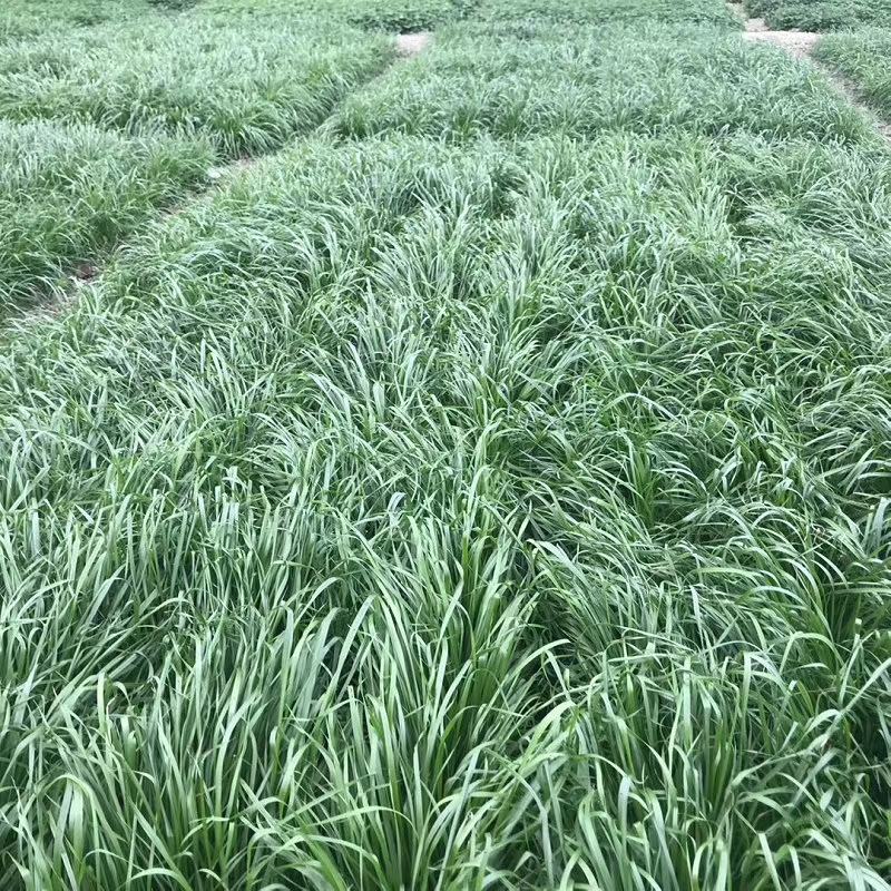 黑麦草一年生四倍体宽叶黑麦草种子秋季热播种品种种子