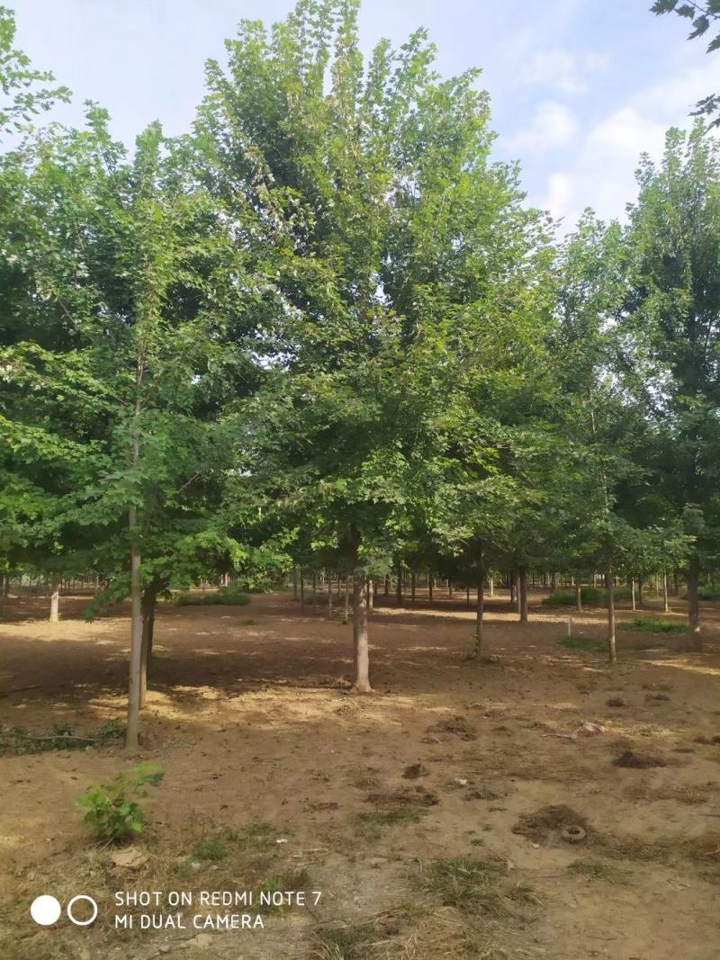 低价出售美国红枫秋火焰红冠红点3-25公分
