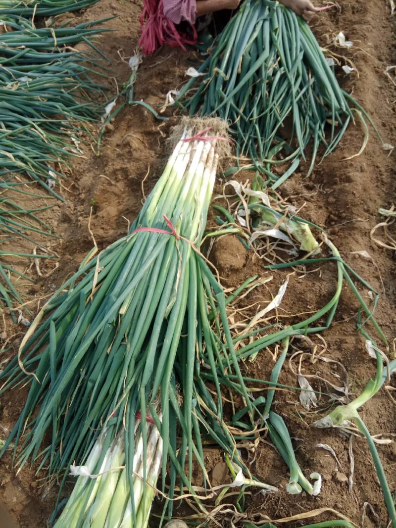 优质长白大葱种植基地欢迎广大客户前来订购
