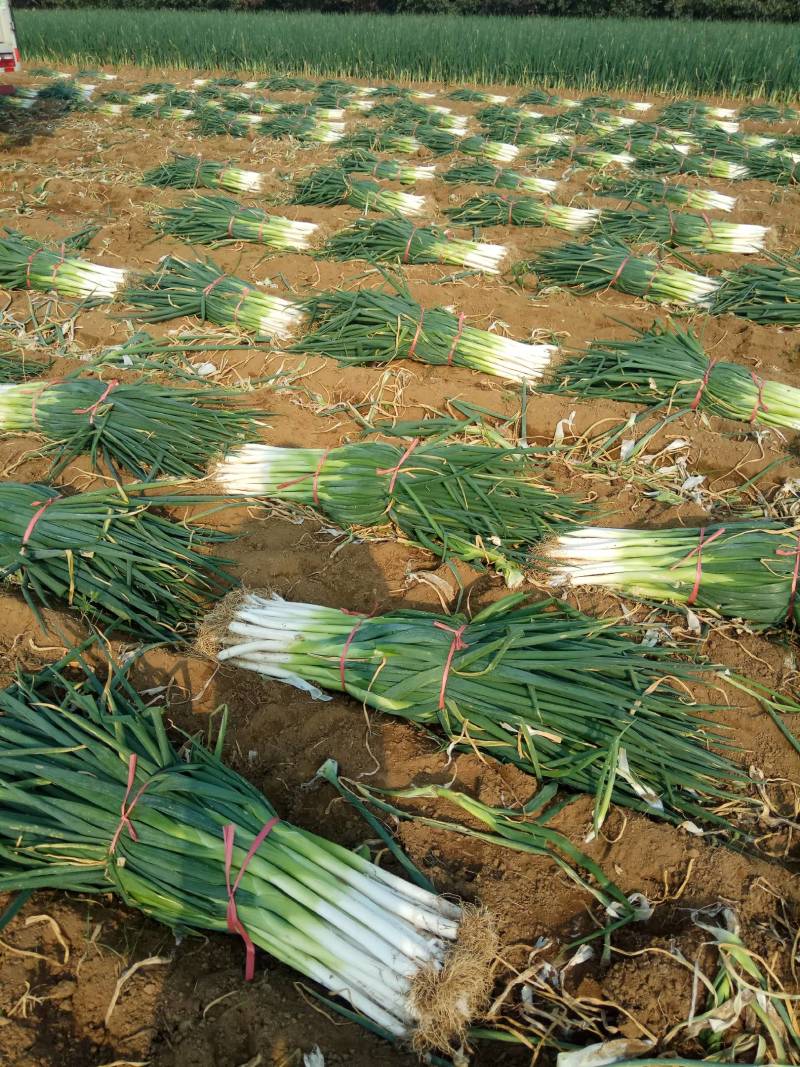 优质长白大葱种植基地欢迎广大客户前来订购