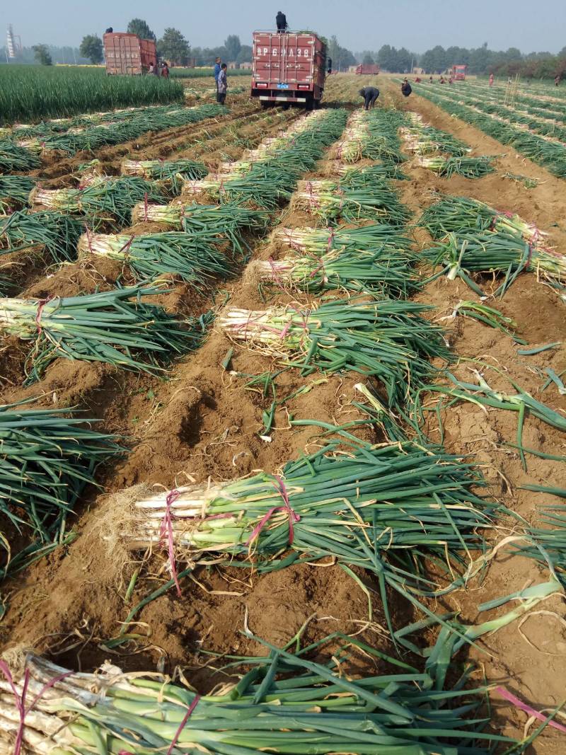 优质长白大葱种植基地欢迎广大客户前来订购