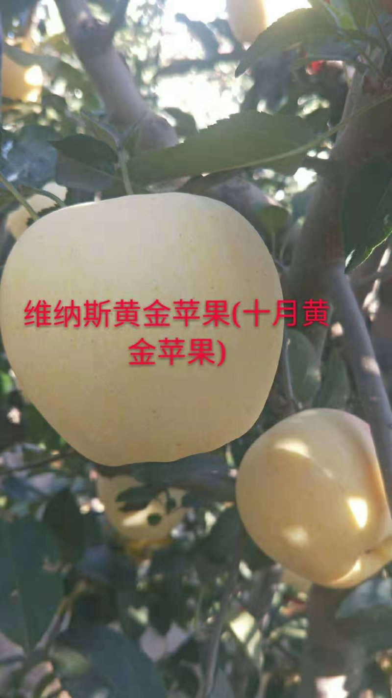 河北君林苗木种植基地123苹果鸡心果苹果树