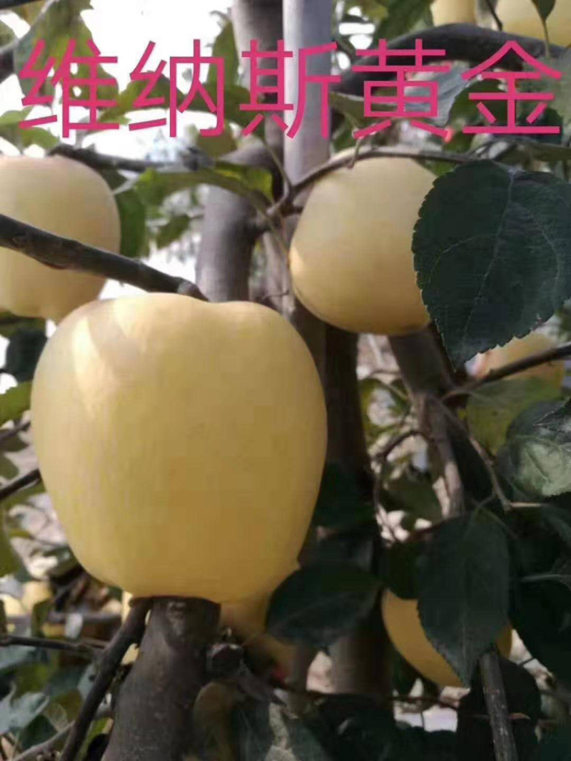 河北君林苗木种植基地123苹果鸡心果苹果树