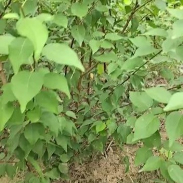 自家杏树苗便宜出售了量大，价格优惠