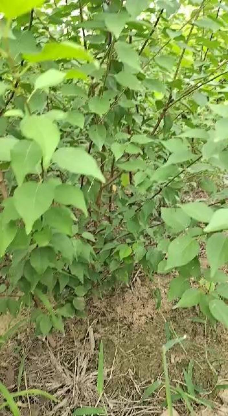 自家杏树苗便宜出售了量大，价格优惠