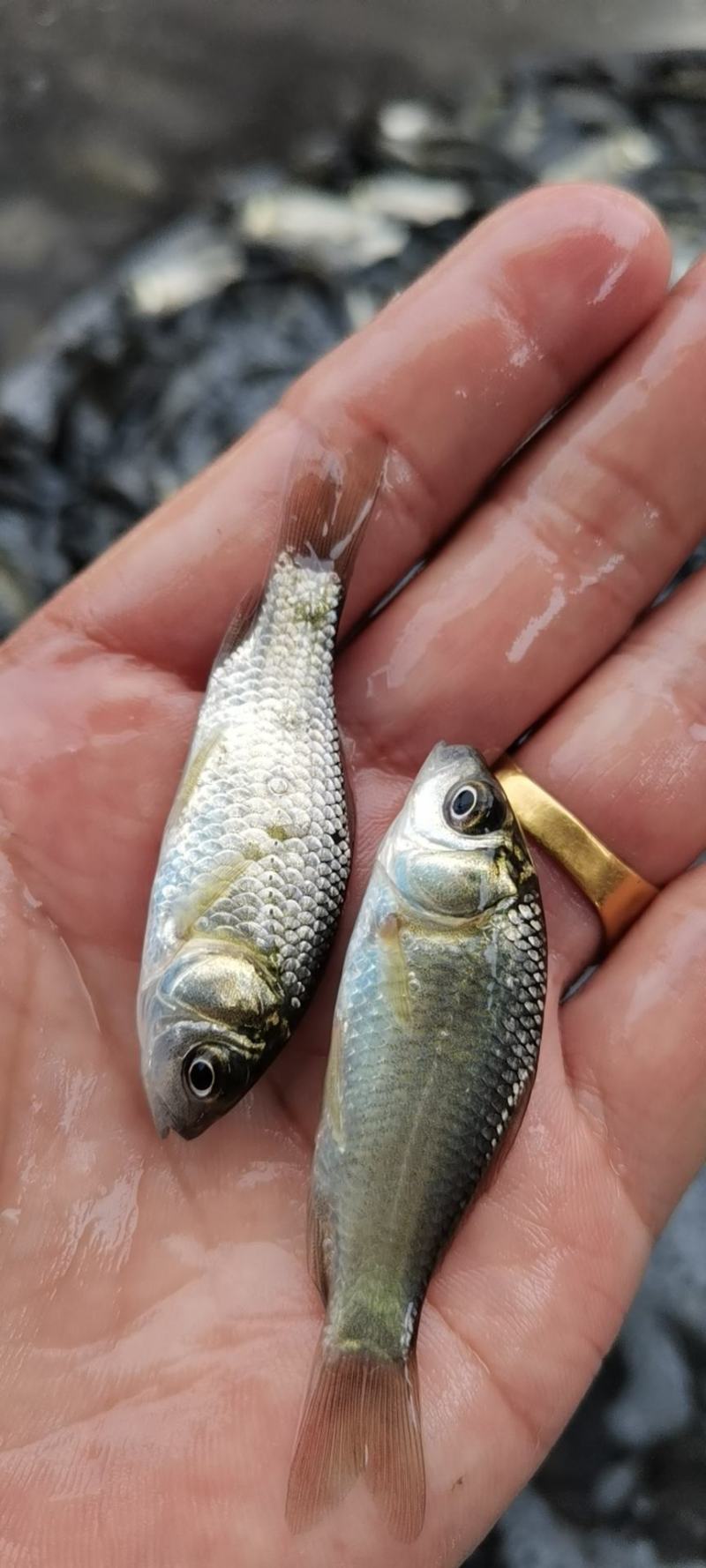 [鲫鱼苗]，中科鲫鱼苗，黄金鲫鱼苗，湘云鲫鱼苗