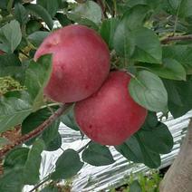 四川大凉山红富士糖心苹果产地直发一手货源
