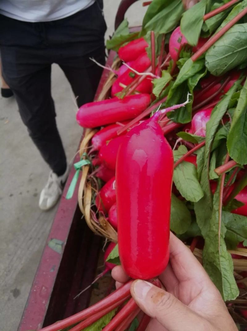 四川红皮萝卜，水萝卜，泡菜萝卜，满身红，质量保证价格合理