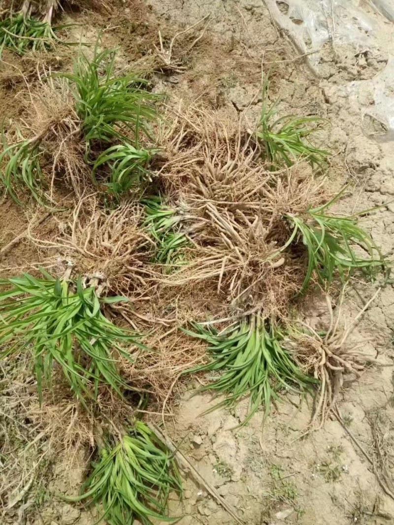 黄花菜苗，秋天是栽种黄花菜的黄金时候，量大更优惠