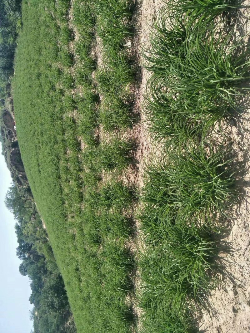 黄花菜苗，秋天是栽种黄花菜的黄金时候，量大更优惠