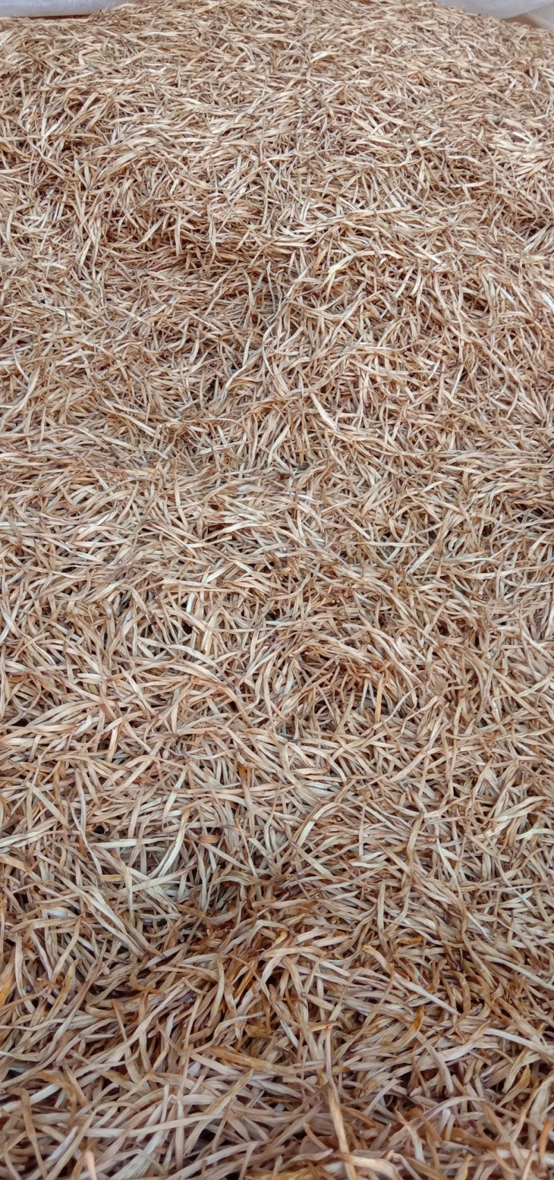 黄花菜苗，秋天是栽种黄花菜的黄金时候，量大更优惠