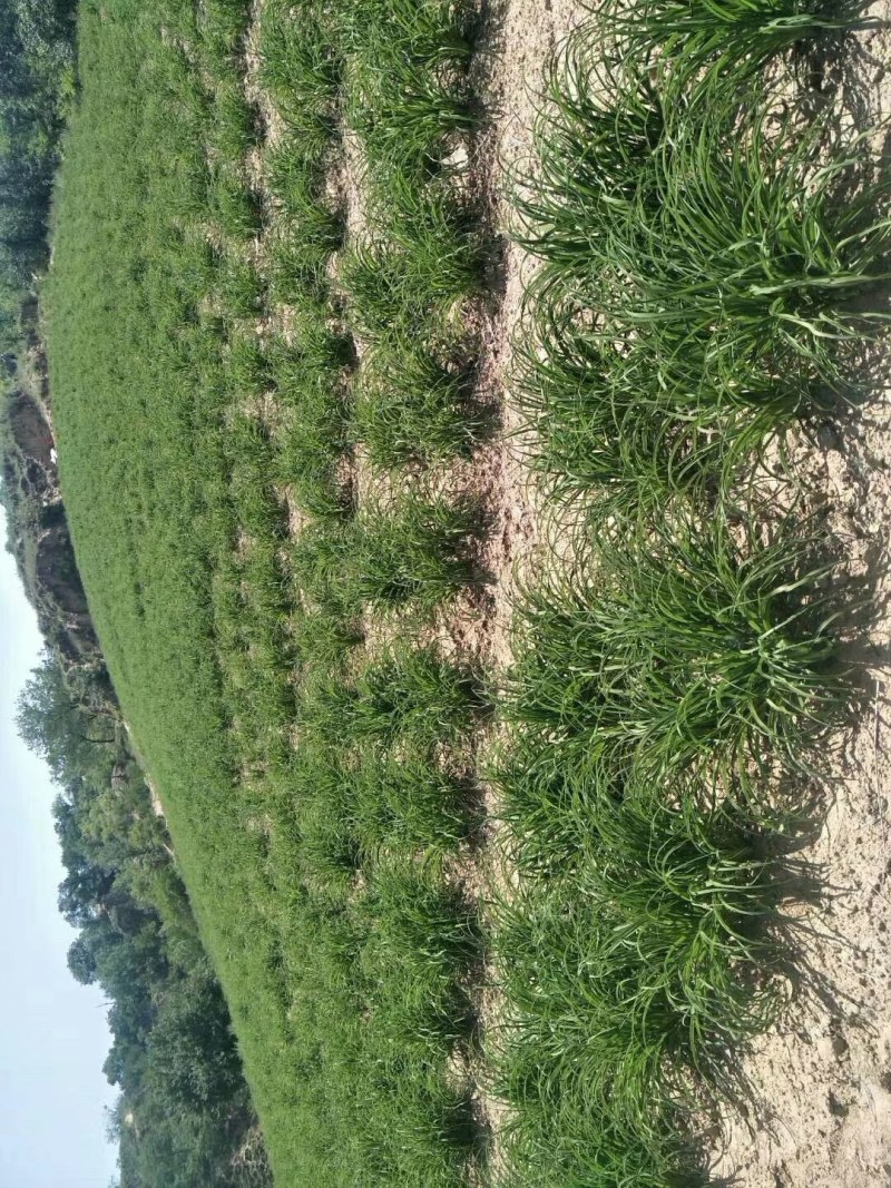 黄花菜苗，秋天是栽种黄花菜的黄金时候，量大更优惠