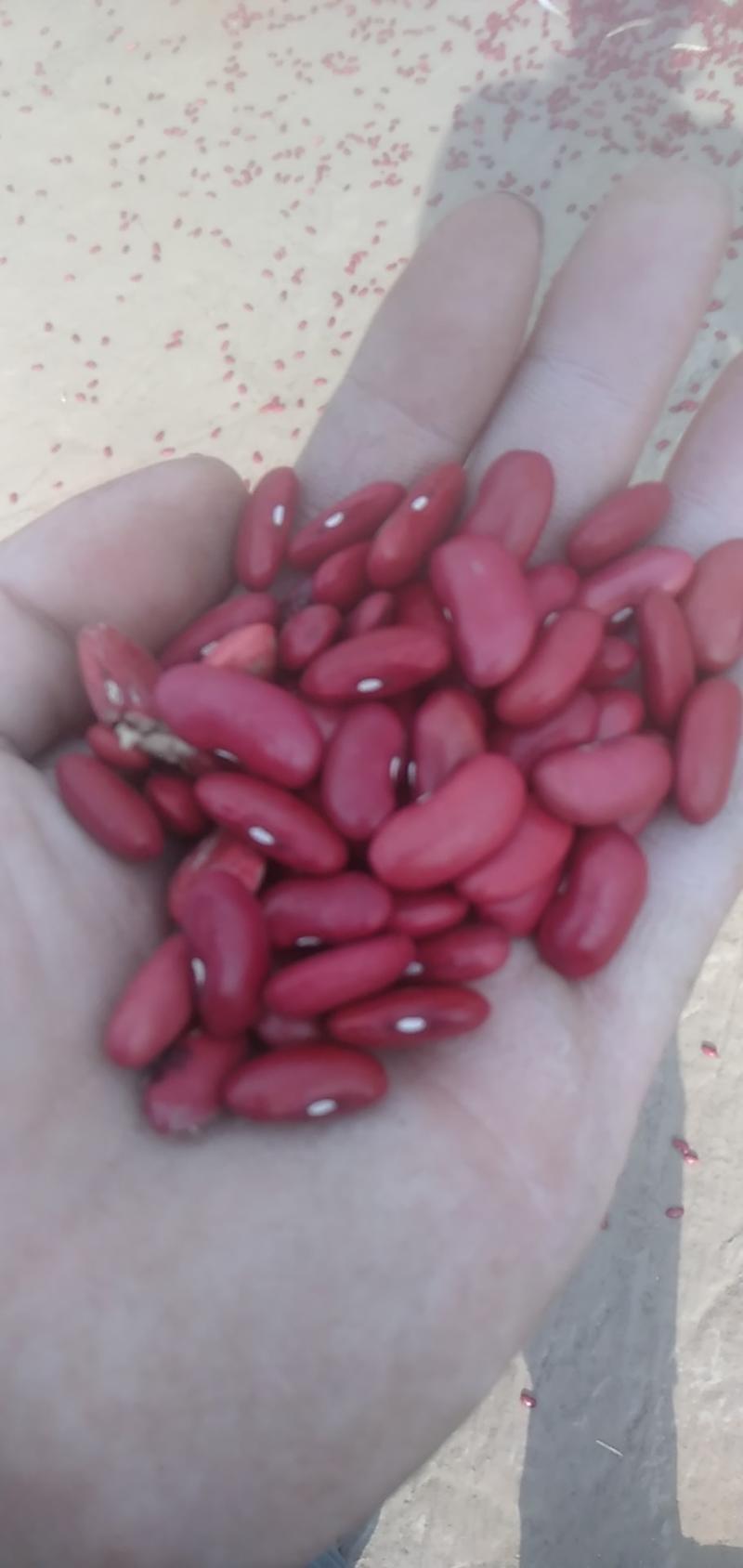 自产自销红芸豆，英国红，腰豆
