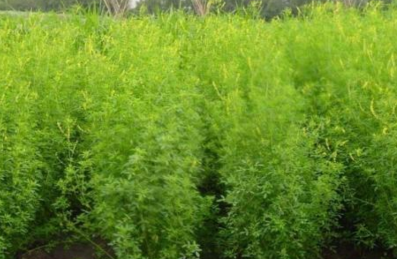 黄苜蓿牧草种子多年生牧草夏季耐热，冬季耐寒