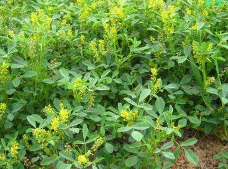 黄苜蓿牧草种子多年生牧草夏季耐热，冬季耐寒