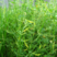 黄苜蓿牧草种子多年生牧草夏季耐热，冬季耐寒