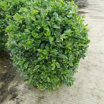 一手货源基地直供布袋花叶假连乔