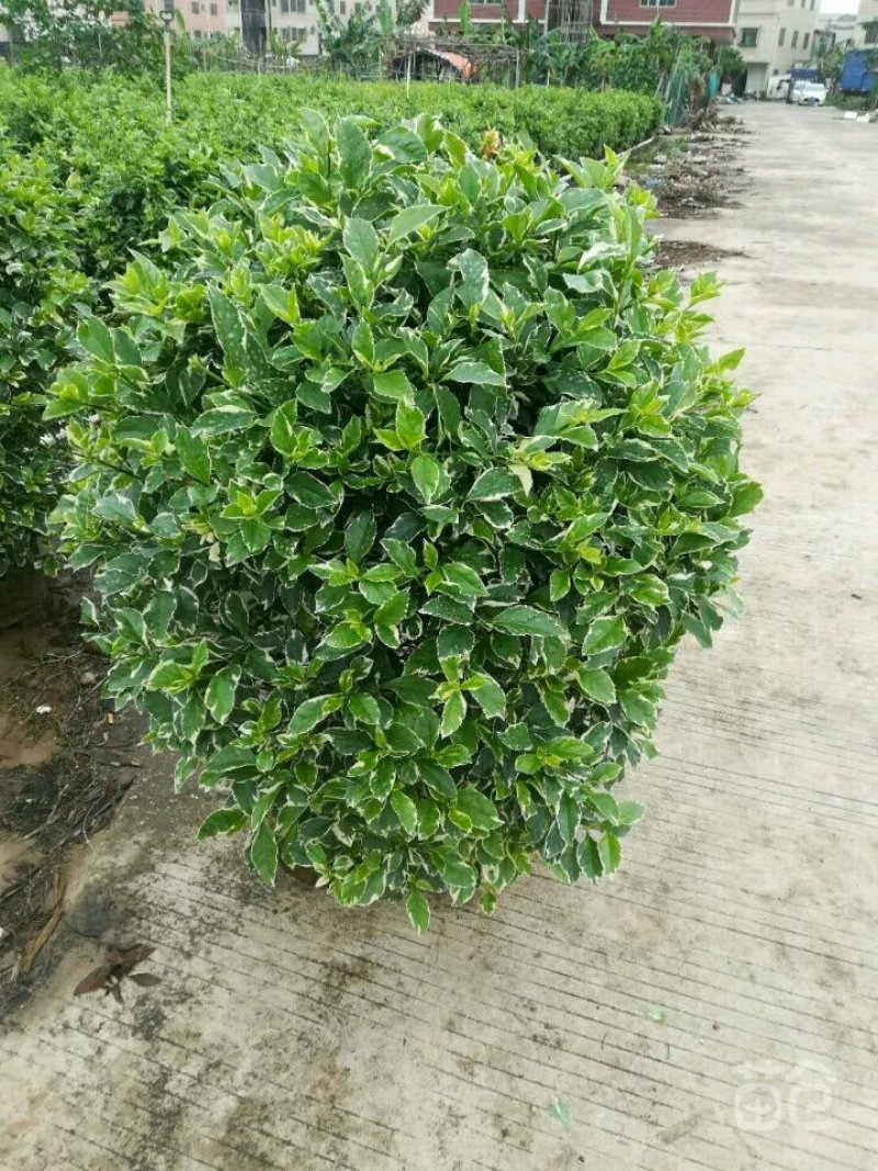 一手货源基地直供布袋花叶假连乔