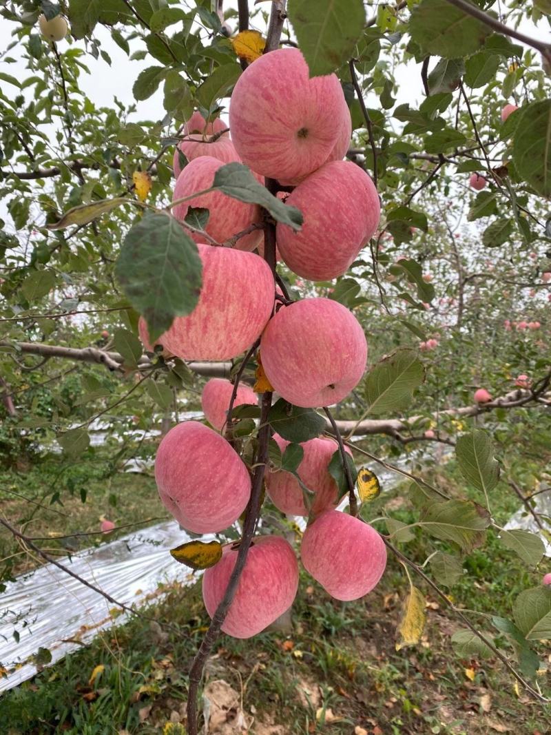 膜袋苹果上市大量好70，75，80，85