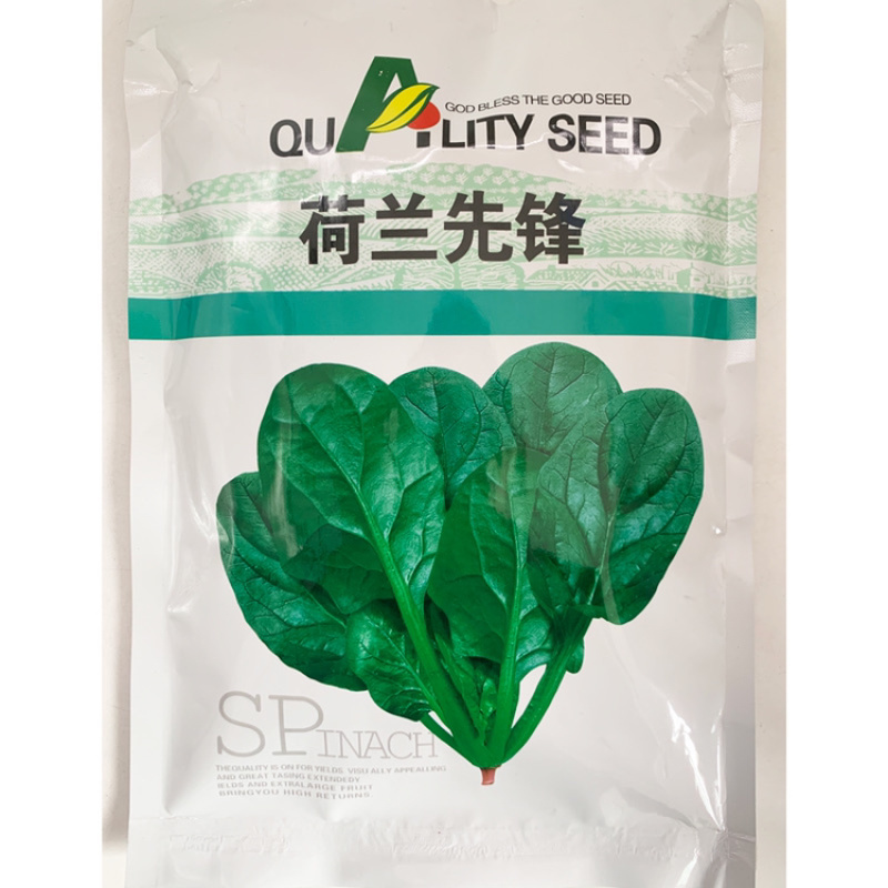 荷兰帝王丹麦黑油亮菠菜种子春秋越冬圆叶菠菜