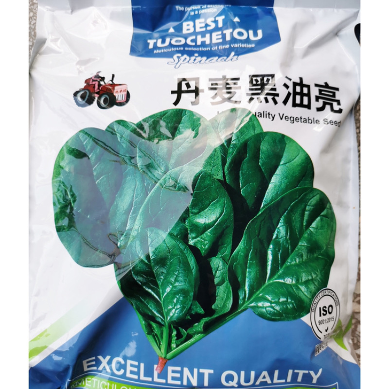 荷兰帝王丹麦黑油亮菠菜种子春秋越冬圆叶菠菜