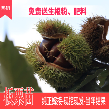 大红袍板栗嫁接苗南北方种植当年挂果果实大成活高