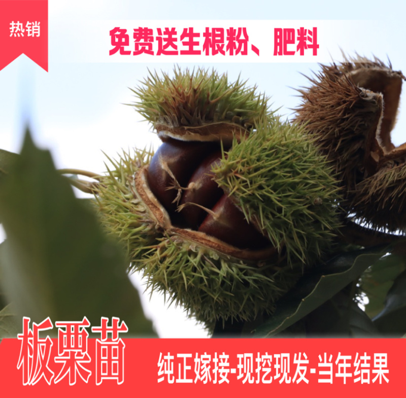 大红袍板栗嫁接苗南北方种植当年挂果果实大成活高