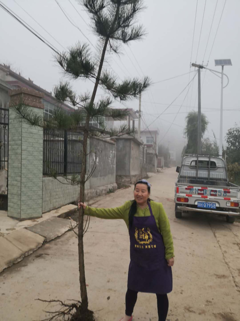 低价出售占地油松欢迎大家选购