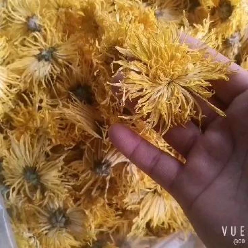 精品金丝皇菊一手货源产地直发量大价优