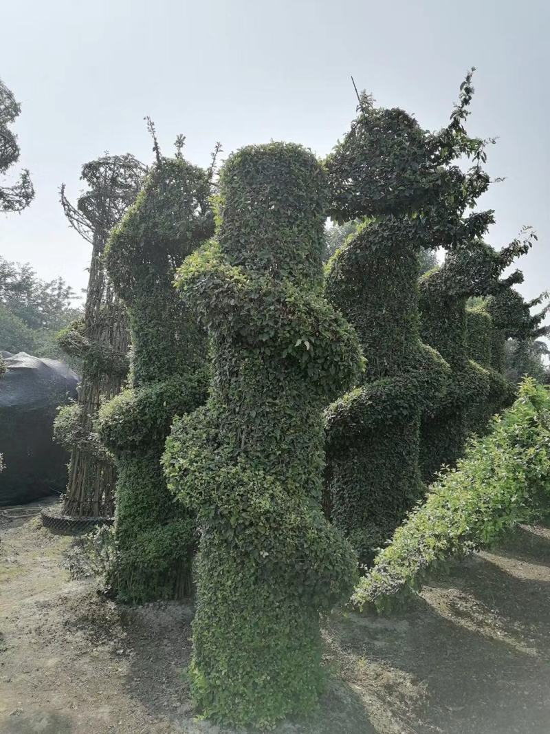 女贞造型，欢迎选购，质量保证