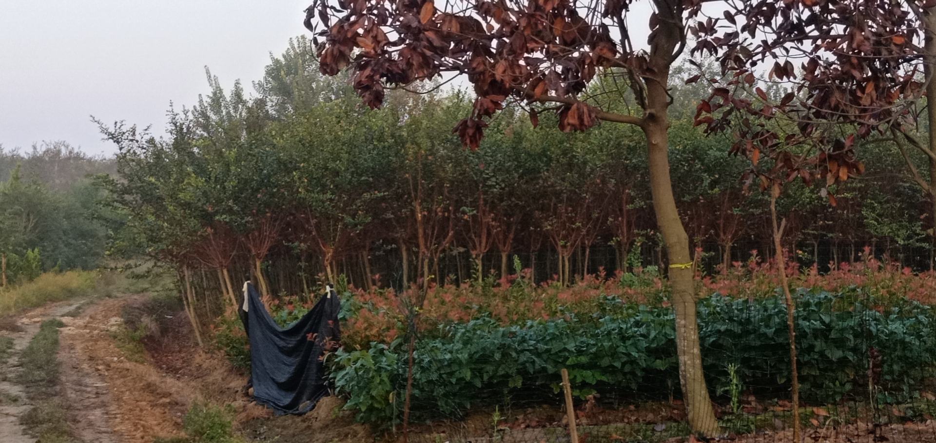 大叶女贞与其他植物搭配的园林景观