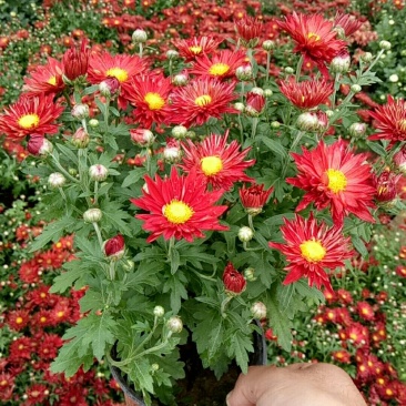 菊花盆栽带花苞成品菊花苗室内花卉植物九月菊千头菊四季开花