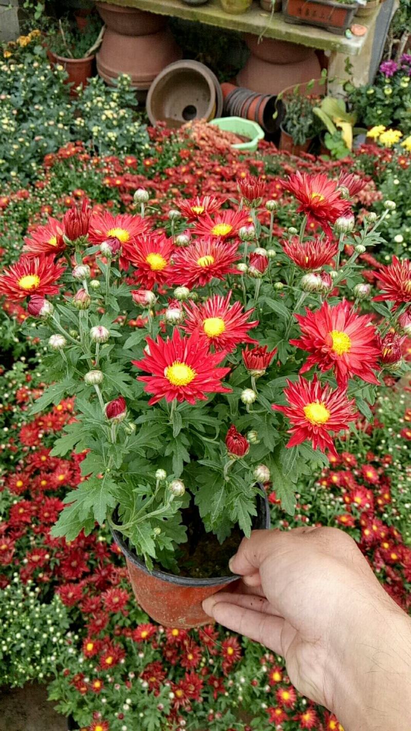 菊花盆栽带花苞成品菊花苗室内花卉植物九月菊千头菊四季开花