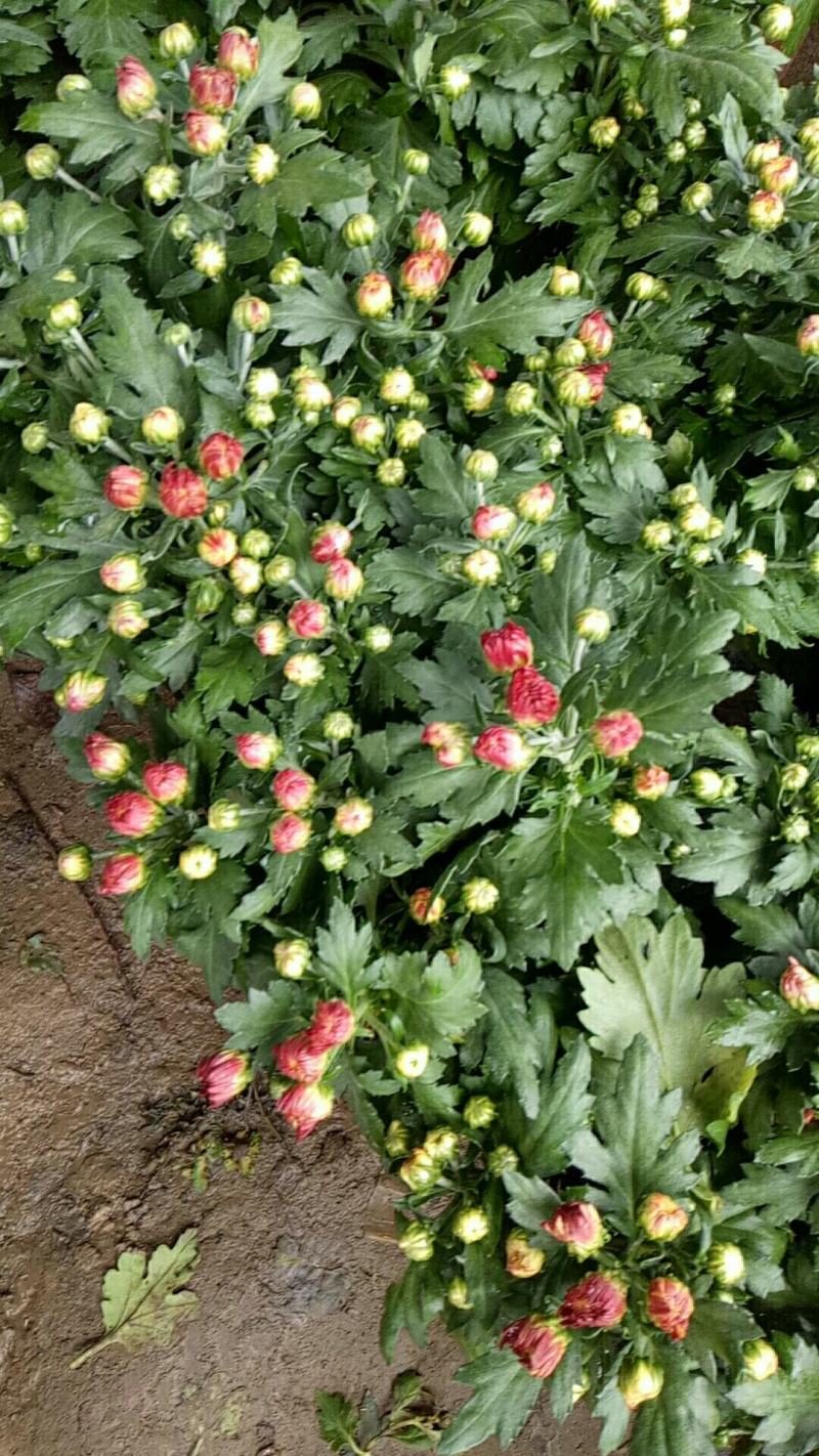 菊花盆栽带花苞成品菊花苗室内花卉植物九月菊千头菊四季开花