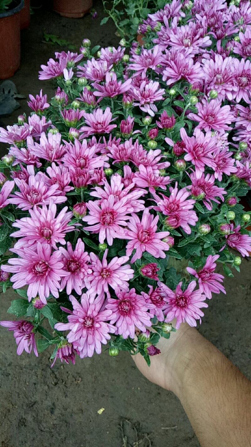 菊花盆栽带花苞成品菊花苗室内花卉植物九月菊千头菊四季开花