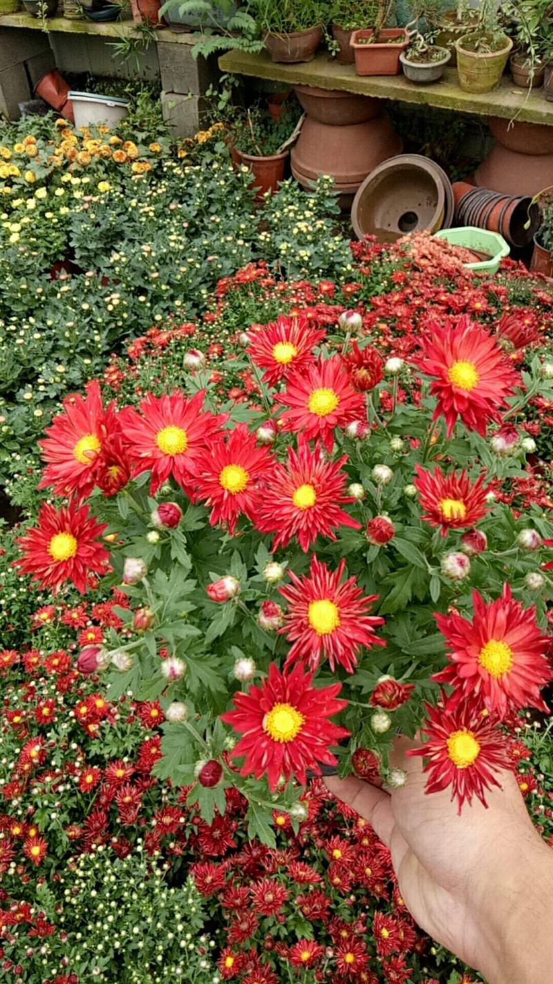 菊花盆栽带花苞成品菊花苗室内花卉植物九月菊千头菊四季开花