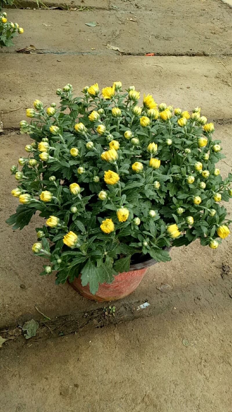 菊花盆栽带花苞成品菊花苗室内花卉植物九月菊千头菊四季开花