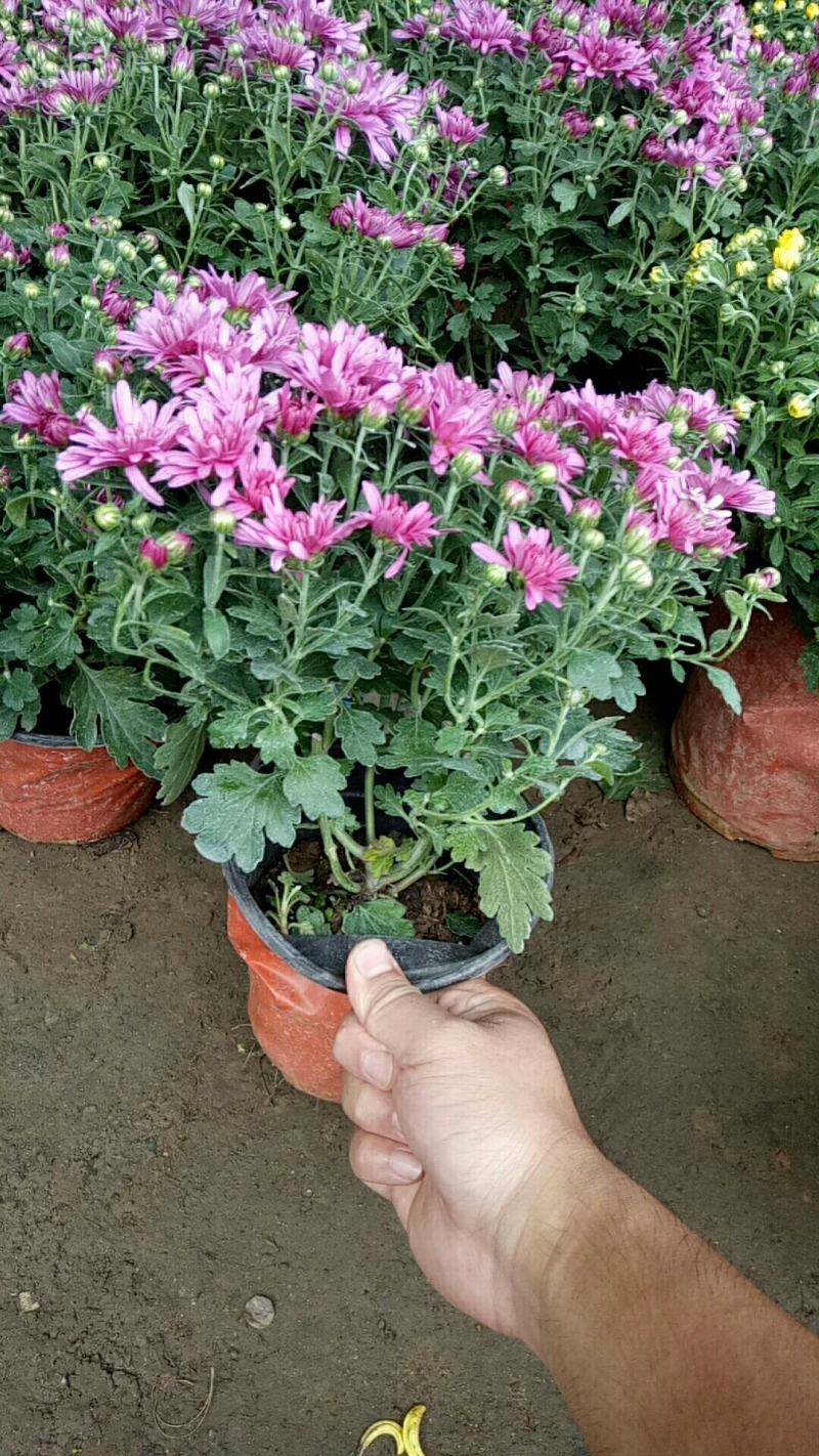 菊花盆栽带花苞成品菊花苗室内花卉植物九月菊千头菊四季开花