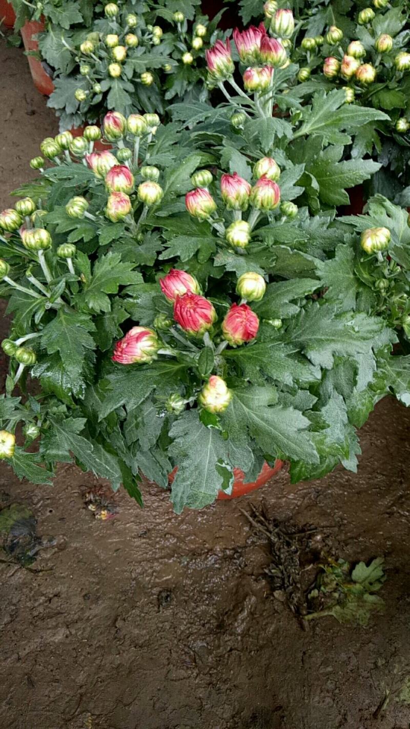 菊花盆栽带花苞成品菊花苗室内花卉植物九月菊千头菊四季开花