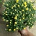 菊花盆栽带花苞成品菊花苗室内花卉植物九月菊千头菊四季开花