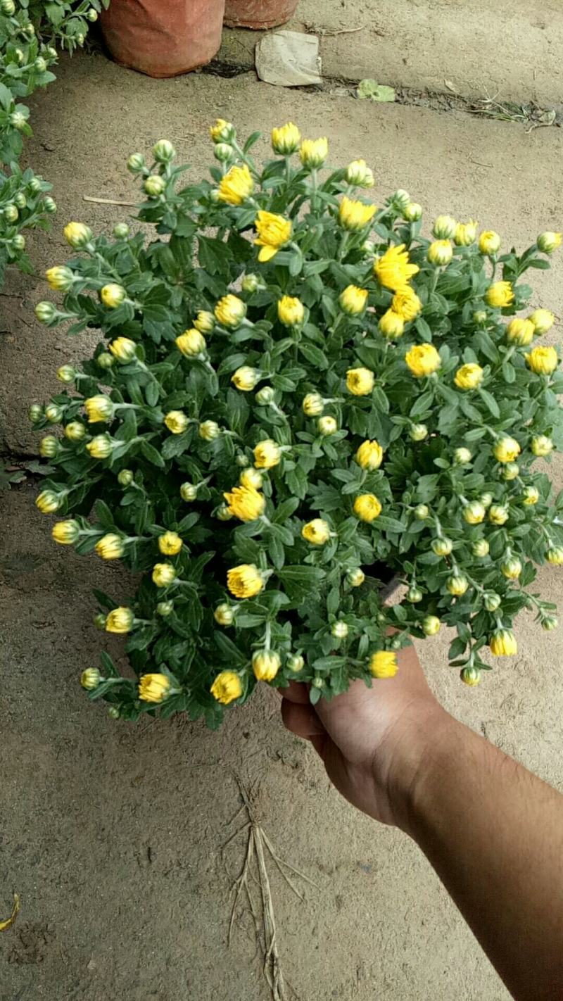菊花盆栽带花苞成品菊花苗室内花卉植物九月菊千头菊四季开花
